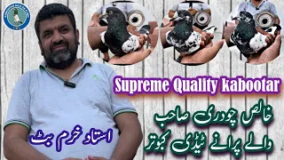 Supreme Quality Chaudhary Saab Walay kabootar of Ustad Khurram Butt 0324 2043055