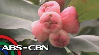 Salamat Dok: Makopa | Cure Mula Sa Nature