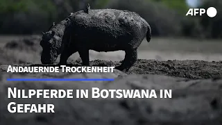 Botswana: Nilpferde drohen in ausgetrockneten Flussbetten zu sterben | AFP