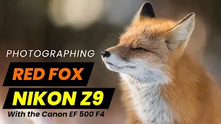 Photographing Red Fox with the Nikon Z9 +  Winter Photography Tip.