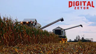 🔥Kukurydza na ziarno z Claasycznym duetem!🔥Lexion & Tucano łupią kolby!🔥2x Claas , Fendt & Valtra