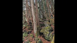 Аокигахара, Лес самоубийц. 24.04.2024  //   Aokigahara, Suicide Forest. 04/24/2024