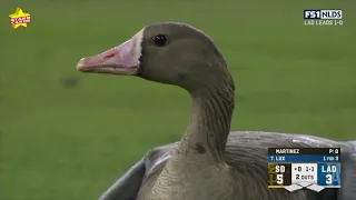 Goose on the Loose in LA: Fans at Dodgers-Padres game fixate on bird in outfield