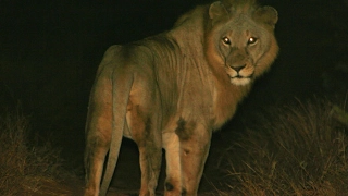 Lions of the African Night (Nature Documentary)