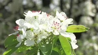 Boja meda ep.7 24.04.2018. - Bolesti i načini izlečenja pčela...