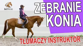 Zebranie konia