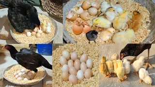 Young hen hatching eggs to chicks first time || Harvesting Eggs to chicks || Nine chicks hatched