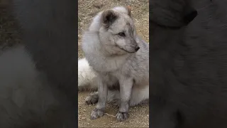 Adorable Arctic Fox - Fluffy and Cute Arctic Creature!