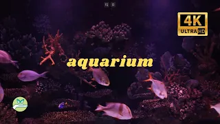 🐟 4K aquarium video ultra hd and calming music | 2 hours 🐟