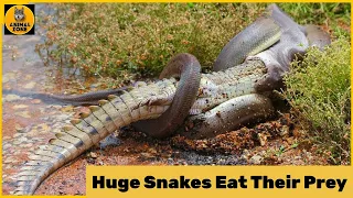 Top 10 Moments When Huge Snakes Eat Their Prey That Will Make You Cringe