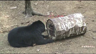 Saskatchewan Black Bear hunt - Sask Can Outfitters