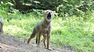 Little Red Wolf Pups Have Mighty Howl