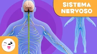 Sistema Nervoso - Corpo Humano para crianças