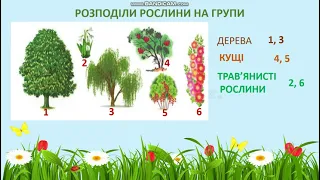 ЯДС  "Що ж спільного є між усіма рослинами?" 1 клас