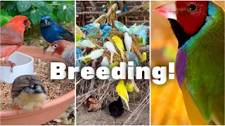 Finches BIRDS! Breeding Status | Aviary Birds S3:Ep3 #bird #birds #nature #animals #pets #aviary