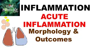 INFLAMMATION Part7: MORPHOLOGY & OUTCOMES of Acute Inflammation