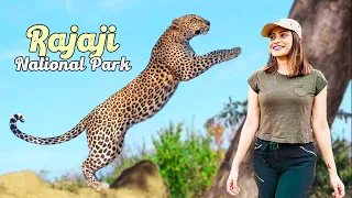 Leopard Safari and Farm Stay in Rajaji National Park, Uttarakhand's Ultimate Adventure and Retreat