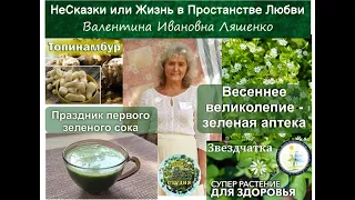 Весеннее великолепие - Зеленая Аптека. Зеленый сок из топинамбура и звездчатки - польза и применение