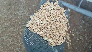 Свято урожаю, жнива пшениці Скаген, 30 міжряддя, 100 кг/га, 29.07.2022