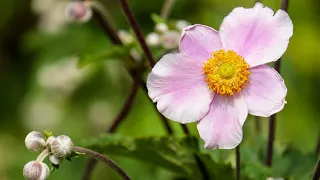 PAUL MAURIAT    A FLOWER IS ALL YOU NEED