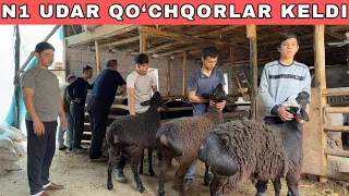 SIMJUN XSORI EDILBOY QO‘CHQORLARI KELDI