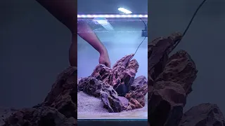Creating a Stunning Iwagumi Planted Tank in 90cm | Aquarium Inspiration