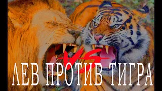 Лев Против Тигра - Кто Сильнее? Версус. Реальные Кадры Схваток. Лев Всё Ещё Царь?