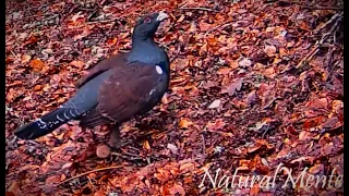 cantabrian capercaillie