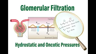 How Glomerular Filtration Rate is Determined by Hydrostatic and Oncotic Pressures