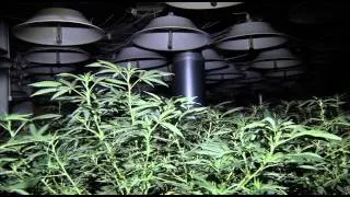 Police seize cannabis worth $3 million in raid - Bexley
