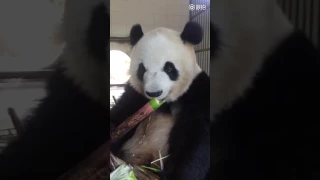 Panda gourmet can tell you bamboo tastes the best at this time of the year