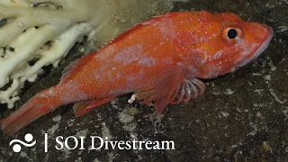 Seamount JF6 Shallow | SOI Divestream 647