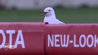 The Curious Case of Sammy Seagull