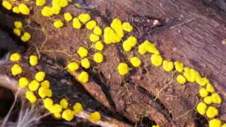 Amazing Slime Mold Time lapse
