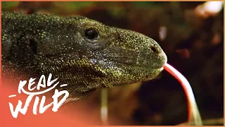 Tracking The Tree Crocodile In Indonesia's Forests | The Biggest Lizard In The World | Real Wild