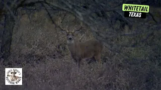 Exciting Hunt for a 12-point West Texas Whitetail