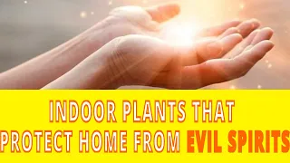 10 Indoor Plants which Protect home from evil spirits | Good Luck, vastu plants for wealth & peace