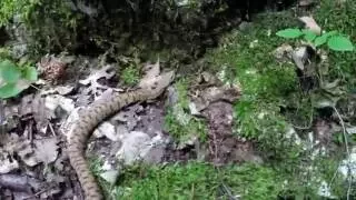 vipera italiana sul sentiero