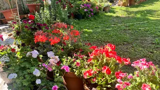 Bahçeme 🏡çiçeklerime 🌺🌼🌸kavuştum❤️Bahçe turu #çiçeklibahçe #flowergarden #çiçeklievler #flowerhouse