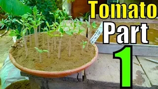 How to Grow Tomatoes From Seed | Part-1 (Winter Season 2018)