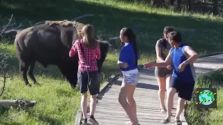 Wilde Tiere Greifen Menschen An (Unerwartet)