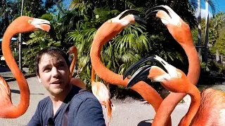 Feeding Flamingos in Florida