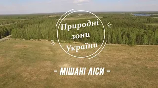 Природні зони України: мішані ліси. Проект "ГЕОГРАФІЯ" by Fastov Ivan