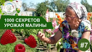 Почему малина цветет и не плодоносит. 1000 Секретов получить хороший урожай малины.