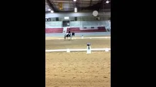 Gypsy Vanner Phantom - Training Level Test 3