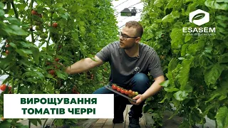 Вирощування томатів черрі в теплицях від італійського бренду ESASEM