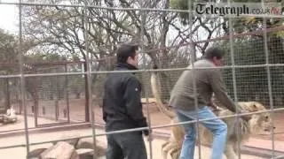 Telegraph journalist gets mauled by Lion