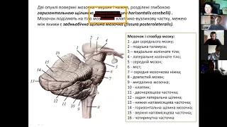 Задній мозок. Четвертий шлуночок мозку.