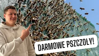 Sprawdzony sposób na DARMOWE PSZCZOŁY