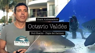 Shark Ambassador Octavio Valdés – Playa del Carmen, Bull Sharks